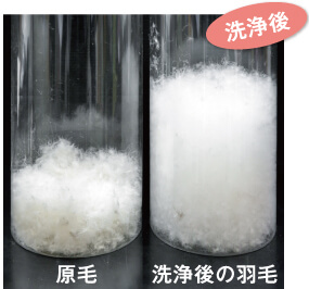 洗浄後の羽毛