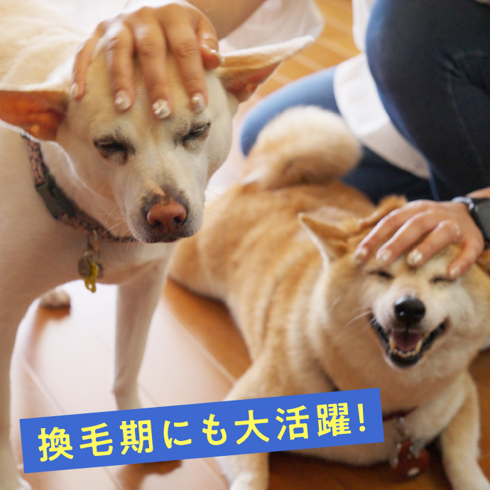 換毛期にも大活躍！