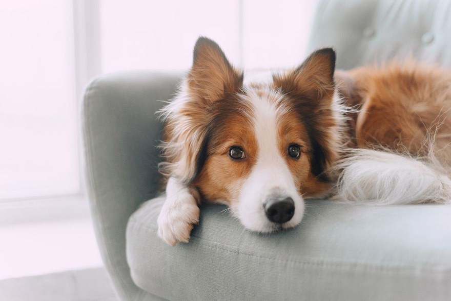 犬の抜け毛を効率的にお掃除する方法は？換毛期以外の原因や抜け毛を抑える対策も紹介！