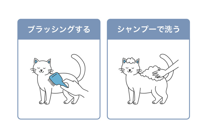 ブラッシングする／シャンプーで洗う