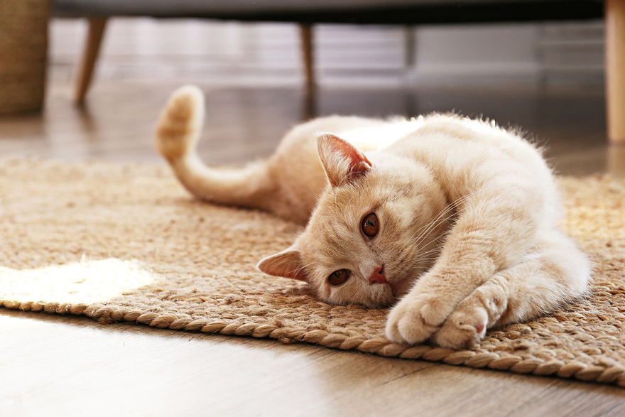 猫の抜け毛の原因は換毛期だけじゃない？対策方法や効率的なお掃除のコツも紹介！
