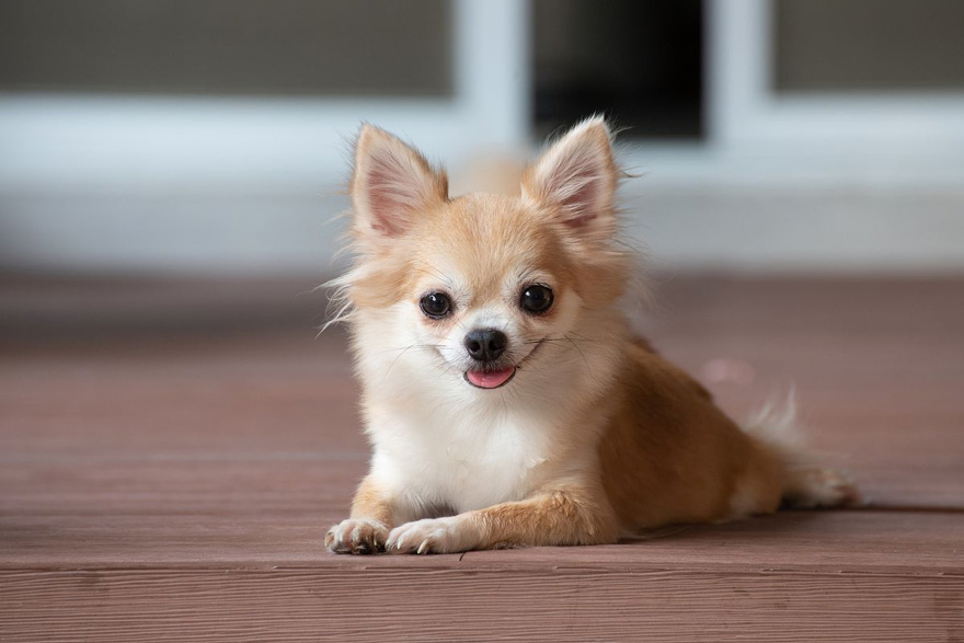 チワワは抜け毛が多い犬種？対策方法やお部屋をキレイに保つお掃除のコツを解説