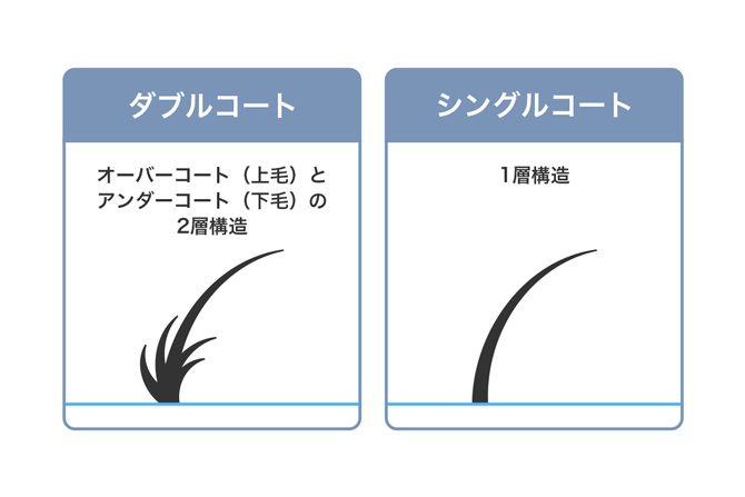 ダブルコート：オーバーコート（上毛）とアンダーコート（下毛）の2層構造／シングルコート：1層構造