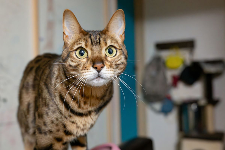 毛が抜けにくい猫とは？種類や特徴、抜け毛をお掃除するコツも紹介